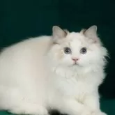 ラグドール【東京都・男の子・2024年12月10日・シールリンクスポイントバイカラー】の写真10