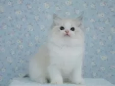 ラグドール【東京都・男の子・2025年5月23日・シールリンクスポイントバイカラー】の写真11