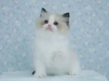 ラグドール【東京都・女の子・2025年5月23日・シールポイントバイカラー】の写真11