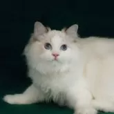 ラグドール【東京都・男の子・2024年12月10日・シールリンクスポイントバイカラー】の写真14