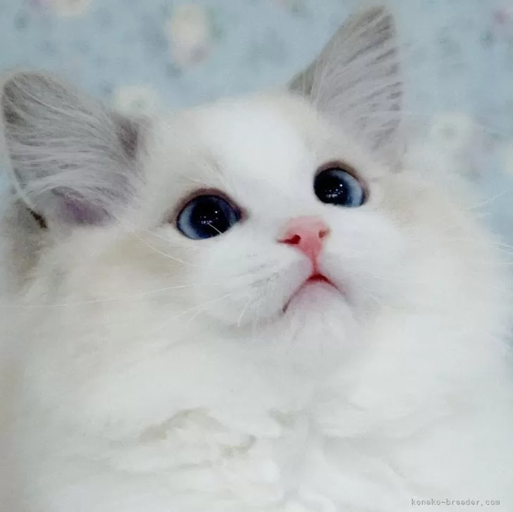 ID：2509-02471の子猫