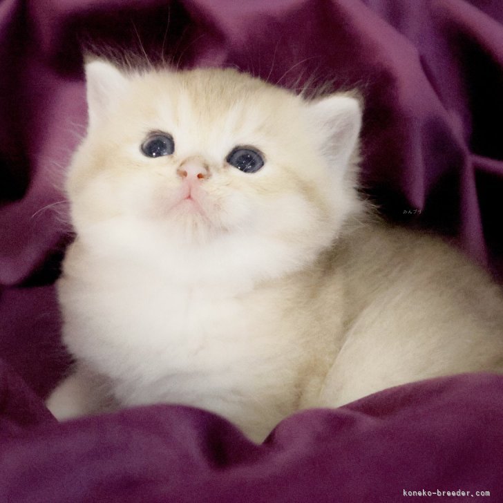 ブリーダー画像