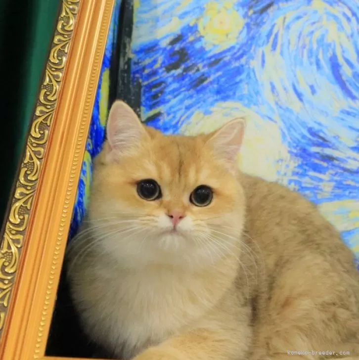 ID：2501-02255の子猫