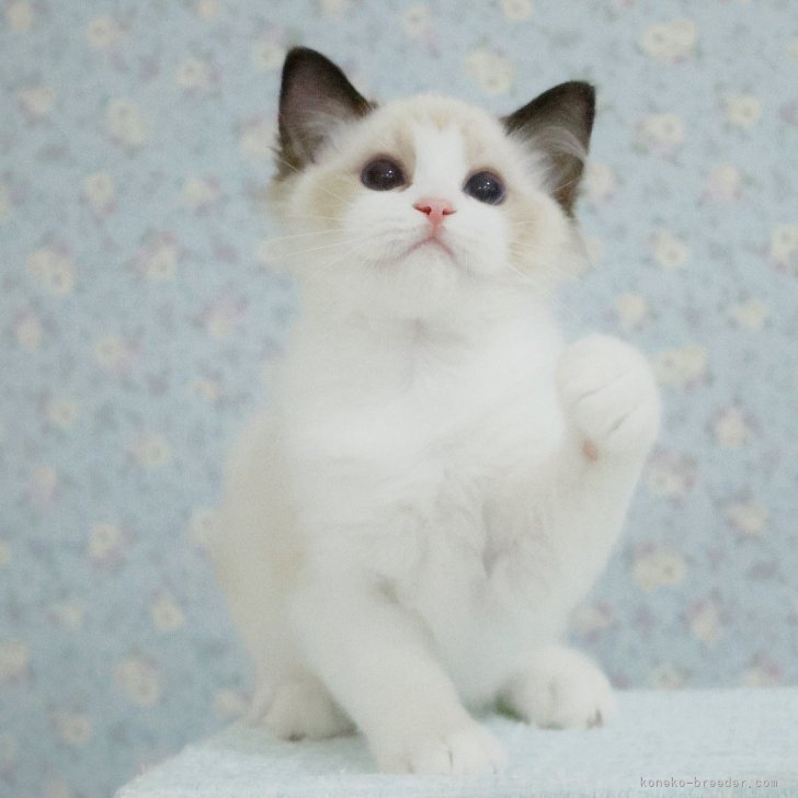 ブリーダー画像