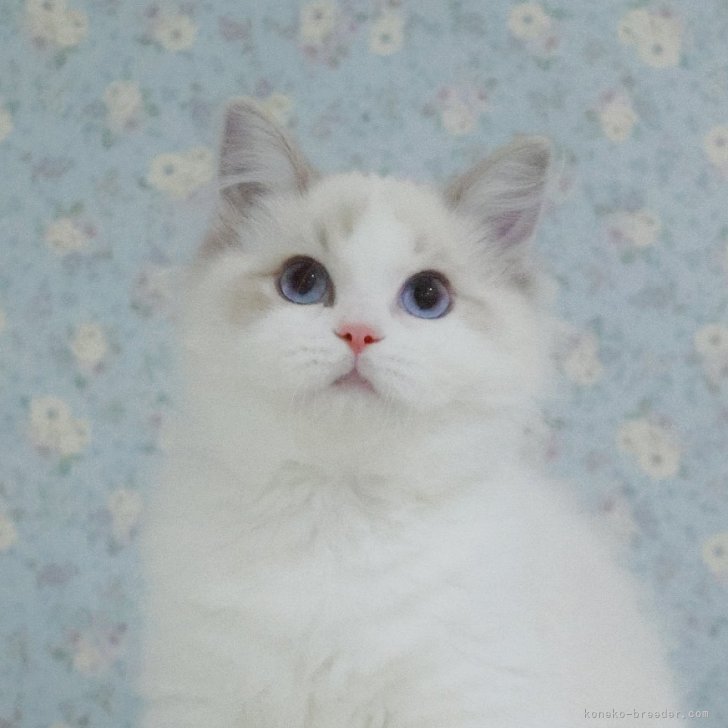 ブリーダー画像