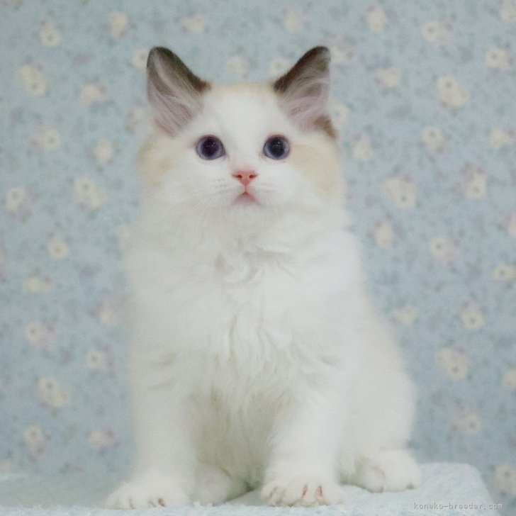 ブリーダー画像