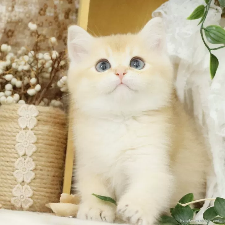 ブリティッシュショートヘア【東京都・男の子・2025年4月15日・ゴールデン】の写真1