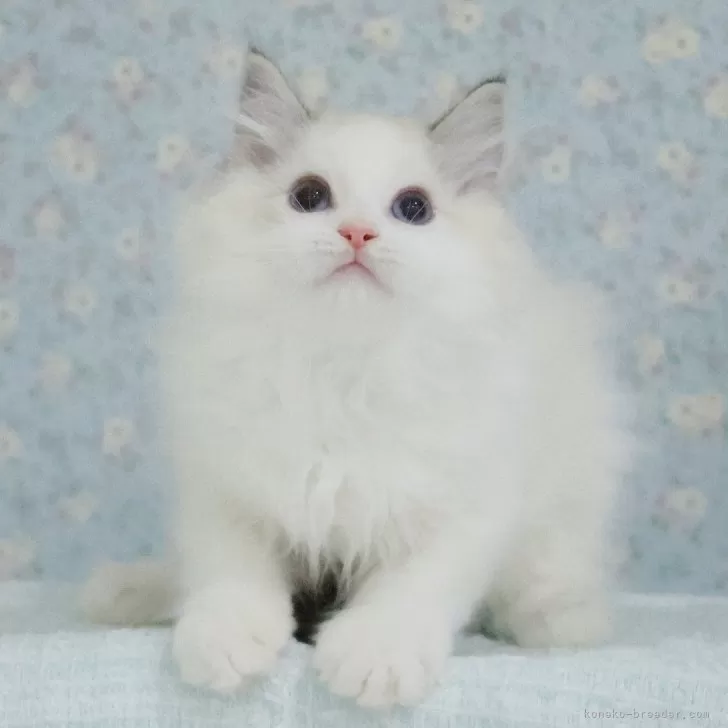 ラグドール【東京都・男の子・2025年5月29日・シールリンクスポイントバイカラー】の写真1