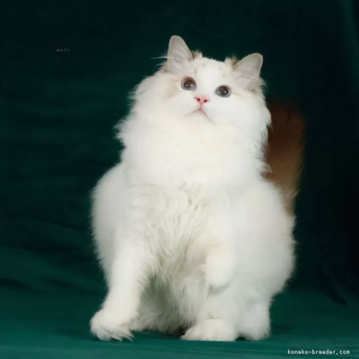 ラグドール【東京都・男の子・2024年12月10日・シールリンクスポイントバイカラー】の写真1