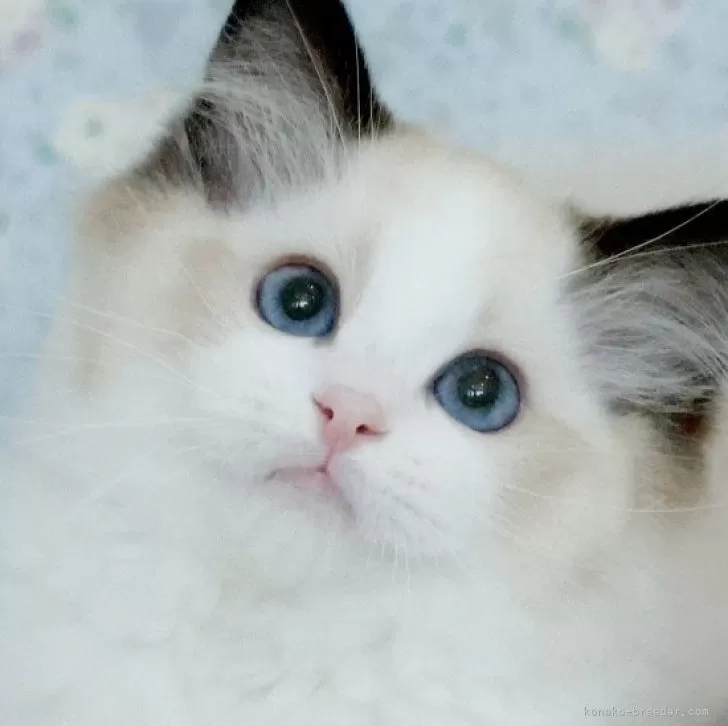 ID：2509-02605の子猫