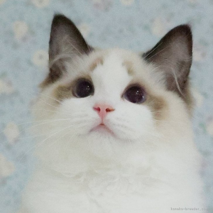 ブリーダー画像