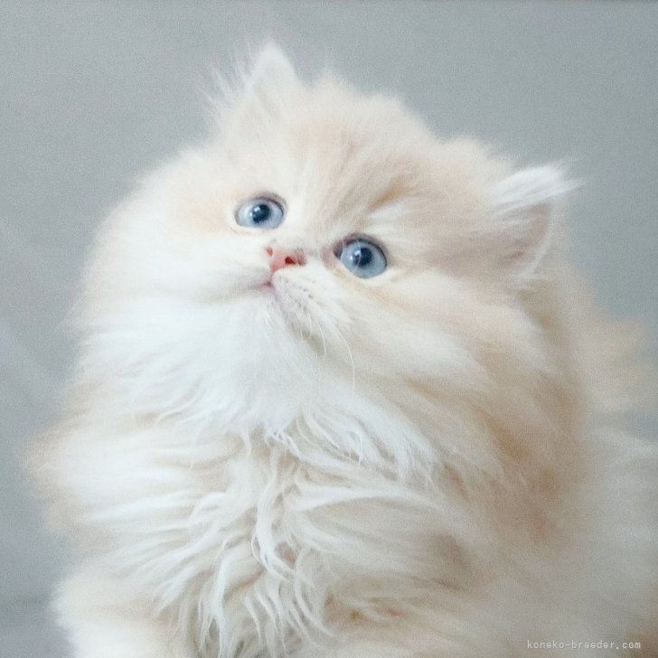 ブリーダー画像