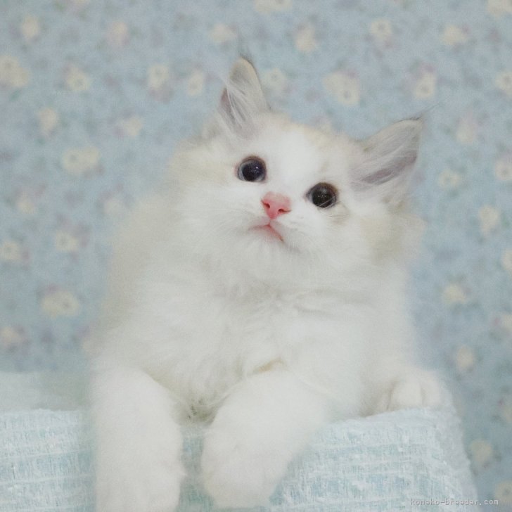 ブリーダー画像