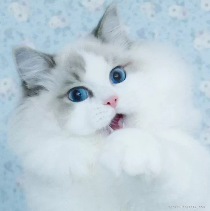 T 様のお迎えした子猫