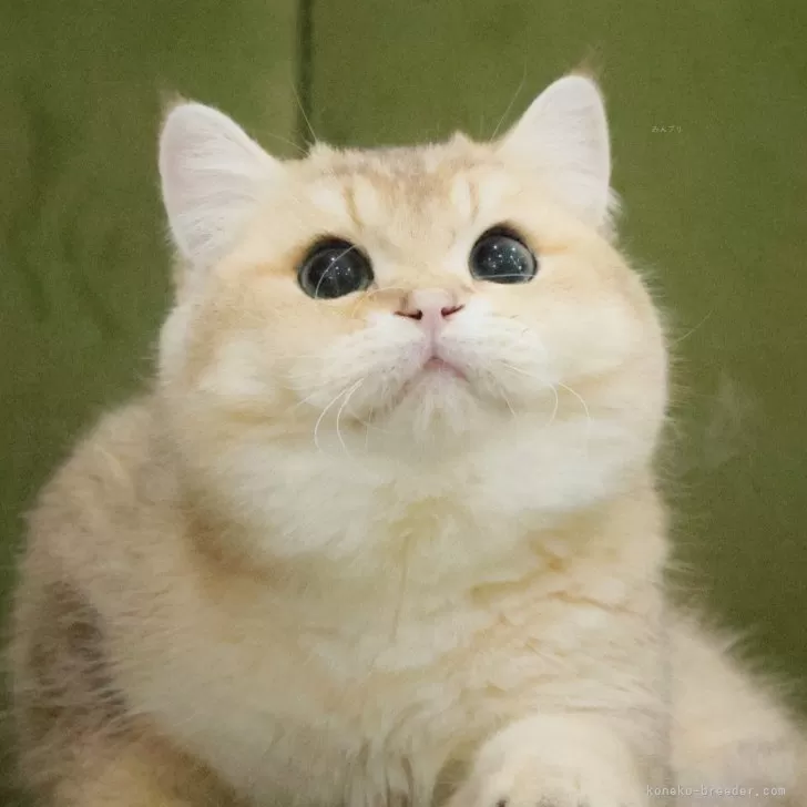 ブリティッシュショートヘア【東京都・男の子・2025年4月13日・ゴールデン】の写真1