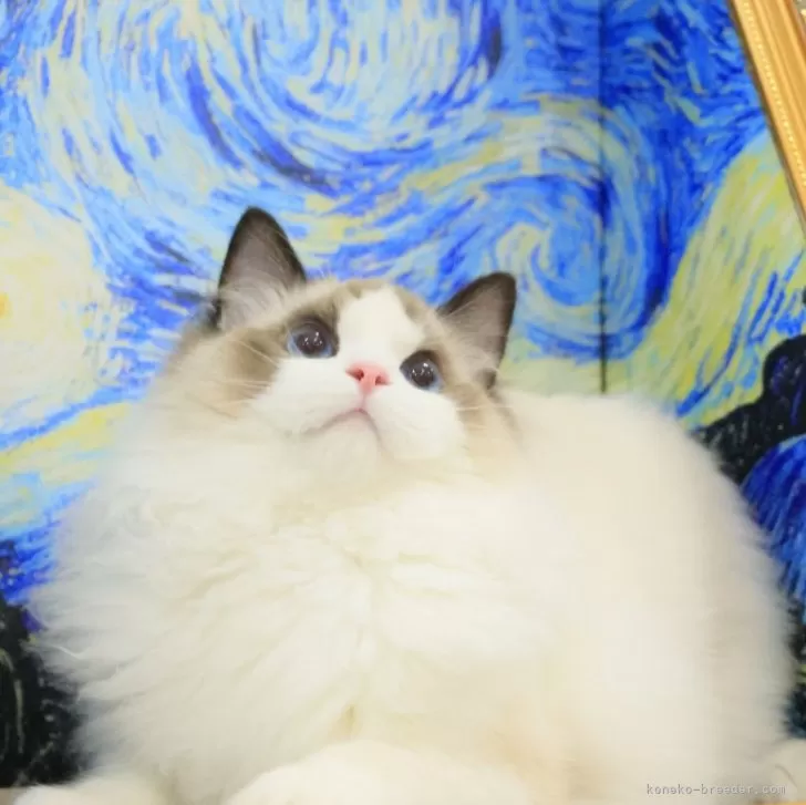 ID：2409-02436の子猫