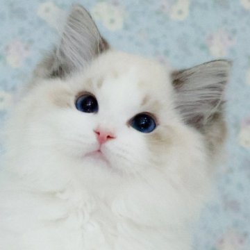 ラグドール【東京都・男の子・2025年6月14日・シールリンクスポイントバイカラー】の写真「超可愛いい男の子💕」