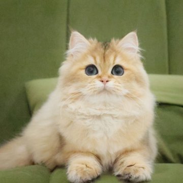 ブリティッシュショートヘア【東京都・女の子・2025年6月27日・ゴールデン(ロング)】の写真「宝石ような深い緑の大きな目」