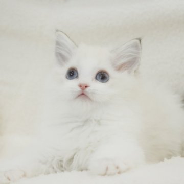 ラグドール【東京都・女の子・2024年12月9日・シールリンクスポイントバイカラー】の写真「美しい顔🤩🤩 人間大好き😍抱っこ大好き❤💕」