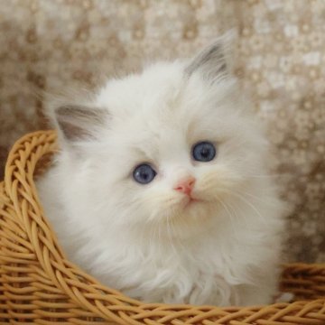 ラグドール【東京都・男の子・2025年4月11日・ブルーポイントバイカラー】の写真「もふもふ子猫🥳」