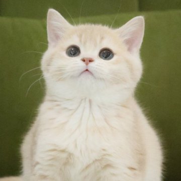 ブリティッシュショートヘア【東京都・女の子・2025年8月5日・ライラック】の写真「人大好き💕活発な女の子💕珍しい毛色💕」