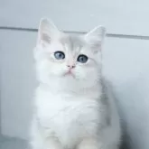 ブリティッシュショートヘア