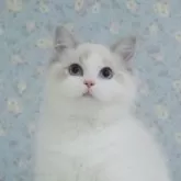 ラグドール