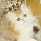 ブリティッシュショートヘア