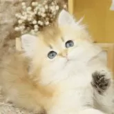 ブリティッシュショートヘア