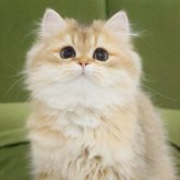 ブリティッシュショートヘア