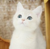 ブリティッシュショートヘア