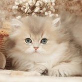 ブリティッシュショートヘア