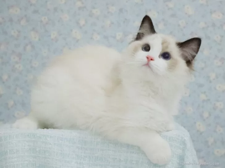 イギリス製デコパージュ 上から貴方を覗き込む可愛い猫ちゃん