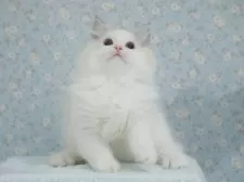 ラグドール【東京都・男の子・2025年5月29日・シールリンクスポイントバイカラー】の写真2