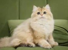 ブリティッシュショートヘア【東京都・女の子・2025年6月27日・ゴールデン(ロング)】の写真3