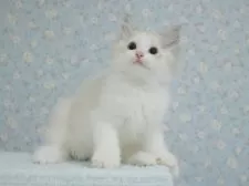 ラグドール【東京都・男の子・2025年5月29日・シールリンクスポイントバイカラー】の写真3