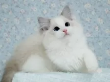 ラグドール【東京都・男の子・2025年6月14日・ブルーリンクスポイントバイカラー】の写真3