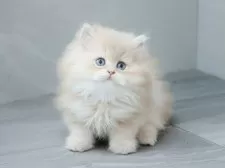 ブリティッシュショートヘア【東京都・男の子・2025年8月5日・ライラックゴールデン(ロング)】の写真3