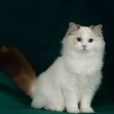 ラグドール【東京都・男の子・2024年12月10日・シールリンクスポイントバイカラー】の写真4