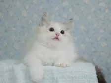 ラグドール【東京都・男の子・2025年5月29日・シールリンクスポイントバイカラー】の写真5