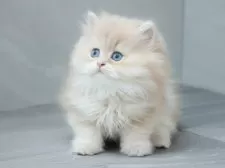 ブリティッシュショートヘア【東京都・男の子・2025年8月5日・ライラックゴールデン(ロング)】の写真5