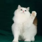 ラグドール【東京都・男の子・2024年12月10日・シールリンクスポイントバイカラー】の写真6