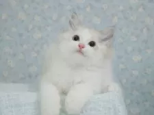 ラグドール【東京都・男の子・2025年5月29日・シールリンクスポイントバイカラー】の写真6