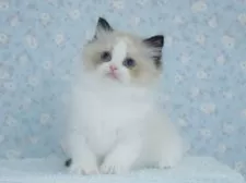 ラグドール【東京都・女の子・2025年5月23日・シールポイントバイカラー】の写真6