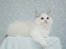 ラグドール【東京都・男の子・2025年5月29日・シールリンクスポイントバイカラー】の写真7