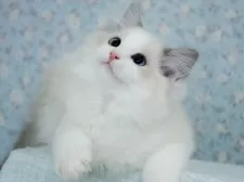 ラグドール【東京都・男の子・2025年6月14日・ブルーリンクスポイントバイカラー】の写真7