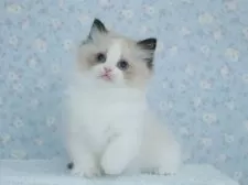 ラグドール【東京都・女の子・2025年5月23日・シールポイントバイカラー】の写真7