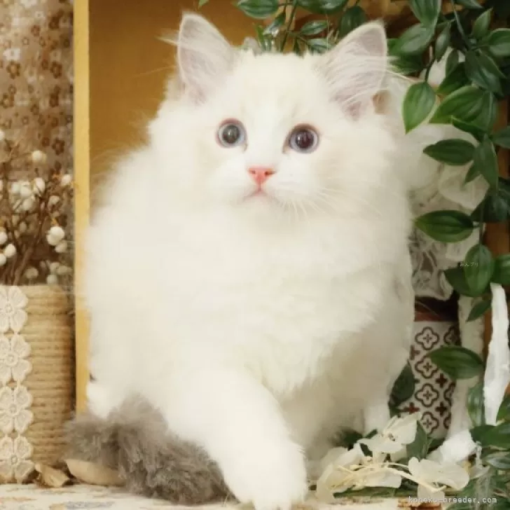 ラグドール【東京都・女の子・2025年4月11日・ブルーリンクス