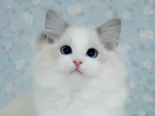 ラグドール【東京都・男の子・2025年6月14日・ブルーリンクスポイントバイカラー】の写真8