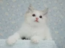 ラグドール【東京都・男の子・2025年5月29日・シールリンクスポイントバイカラー】の写真8